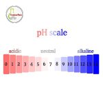 کاغذ تورنسل آبی و قرمز